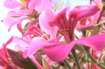 花粉過敏期延長 中西醫師談預防