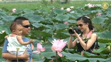 白河莲花盛开 现在正逢时