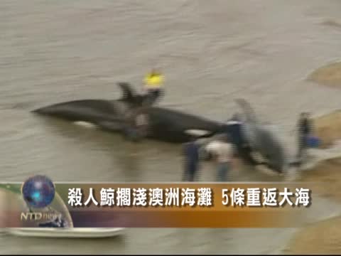 殺人鯨擱淺澳洲海灘 5條重返大海