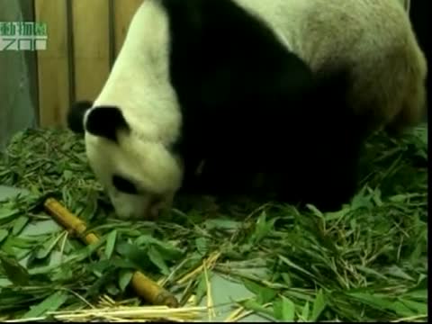 大熊貓產仔 首次實況全拍到