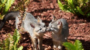 臉書園區喜獲狐狸 獲認可為野生動物棲息地