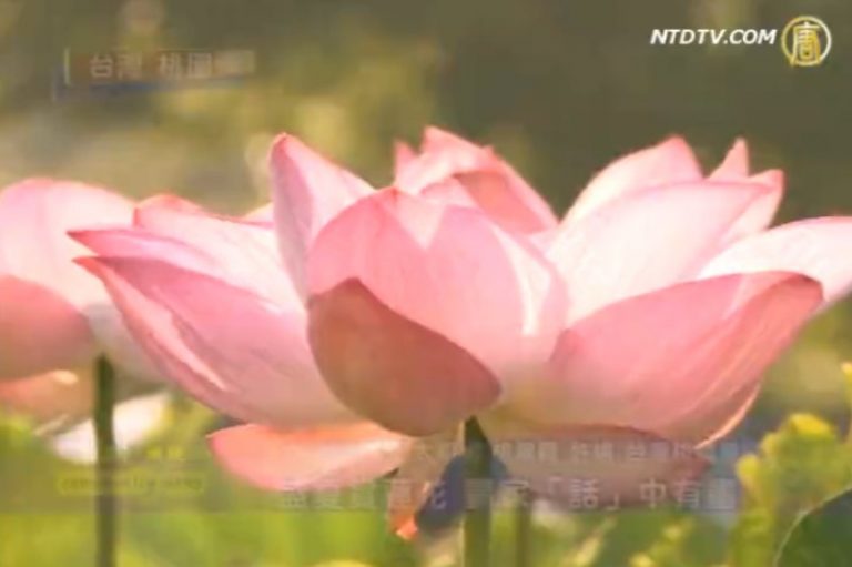 盛夏賞蓮花　畫家「話」中有畫