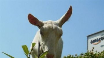 超萌“除草机”！山羊佩戴员工证“上班”