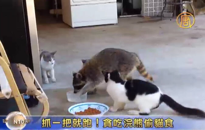 抓一把就跑！浣熊偷貓食笑翻網友