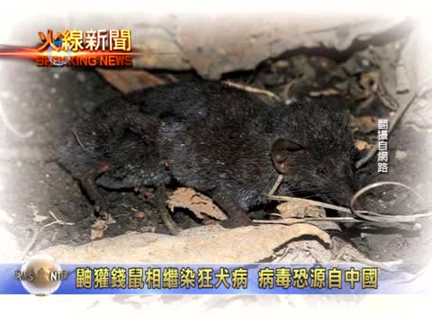 鼬獾錢鼠相繼染狂犬病 病毒恐源自中國