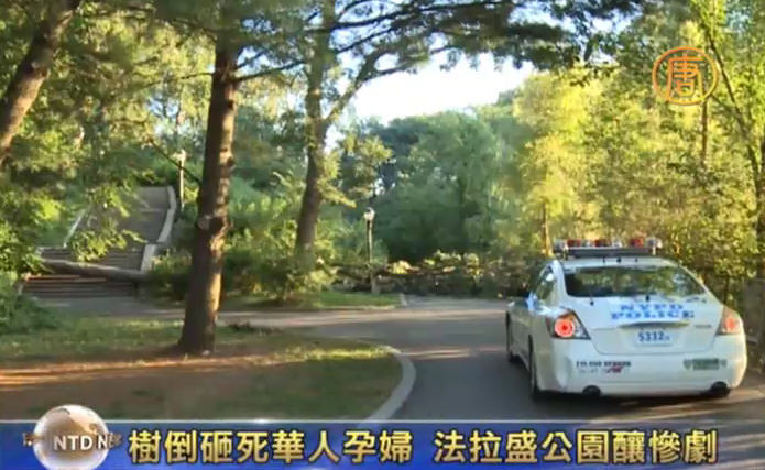 樹倒砸死華人孕婦 法拉盛公園釀慘劇