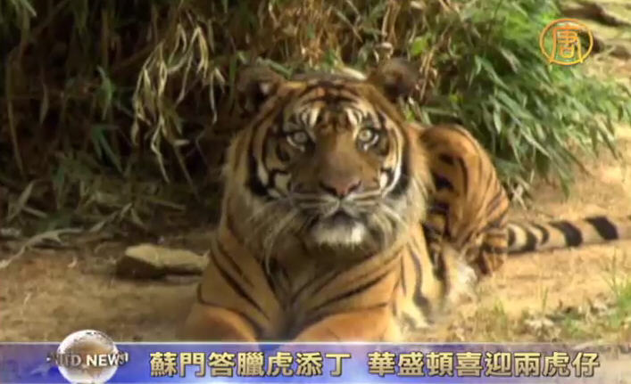 蘇門答臘虎添丁 華盛頓喜迎兩虎
