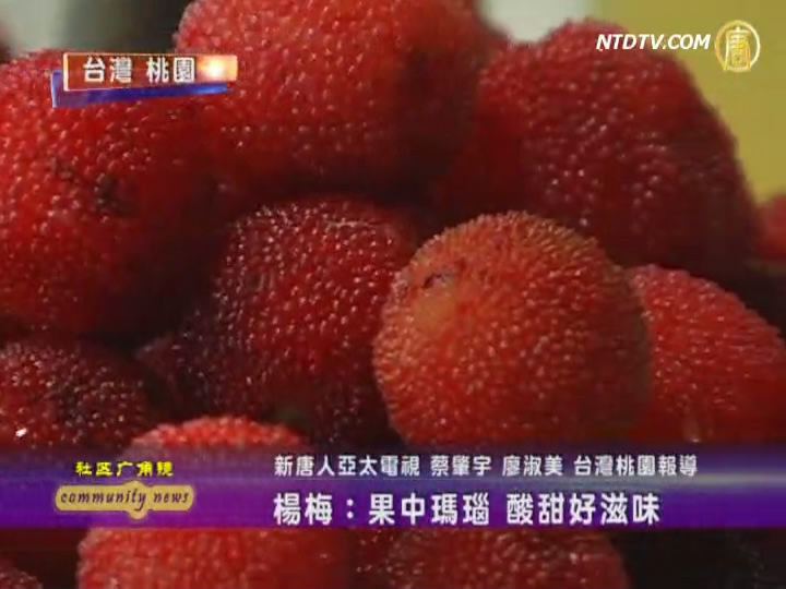 楊梅：果中瑪瑙 酸甜好滋味