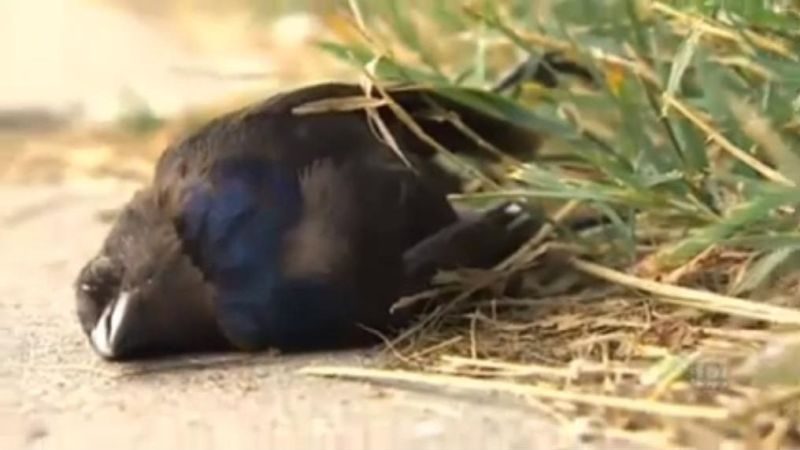 驚悚片！加拿大溫尼伯成群死鳥如雨下