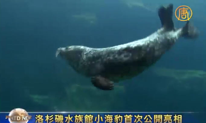 洛杉磯水族館小海豹首次公開亮相