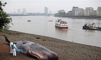 印尼捕鯨人落海 奮游16小時上岸