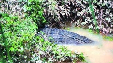 廣東汕頭洪災傳養殖場數千條鱷魚出逃（組圖）