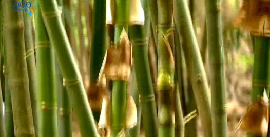 1000步的繽紛台灣：竹山的竹夢 (1)