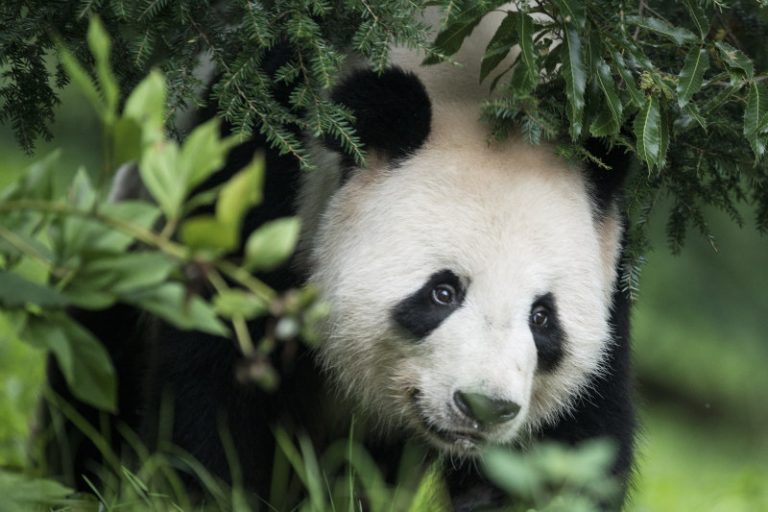 熊貓美香美動物園產下雙胞胎 一喜一悲