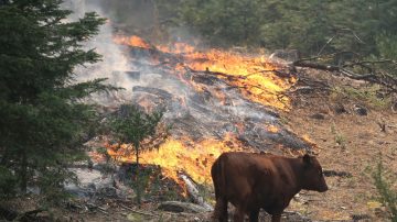 野火逼近水庫 舊金山電力未中斷