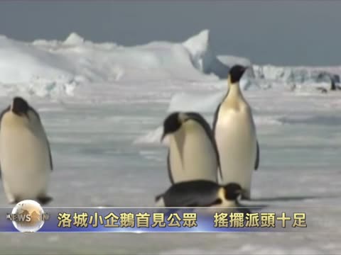 洛城小企鵝首見公眾  搖擺派頭十足