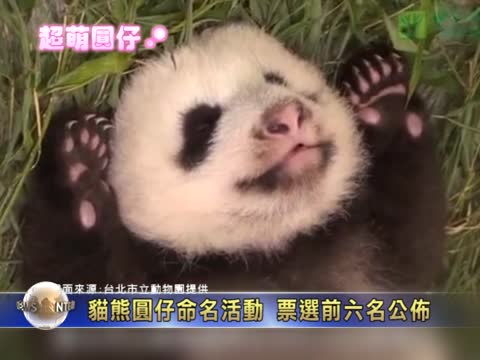 貓熊圓仔命名活動 票選前六名公布