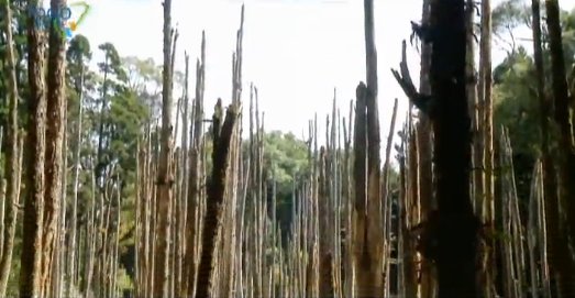 1000步的繽紛台灣：竹山的竹夢 (3)