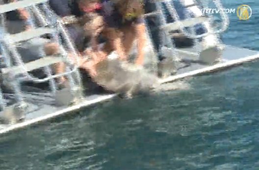 洛杉磯長灘擱淺海龜回歸大海