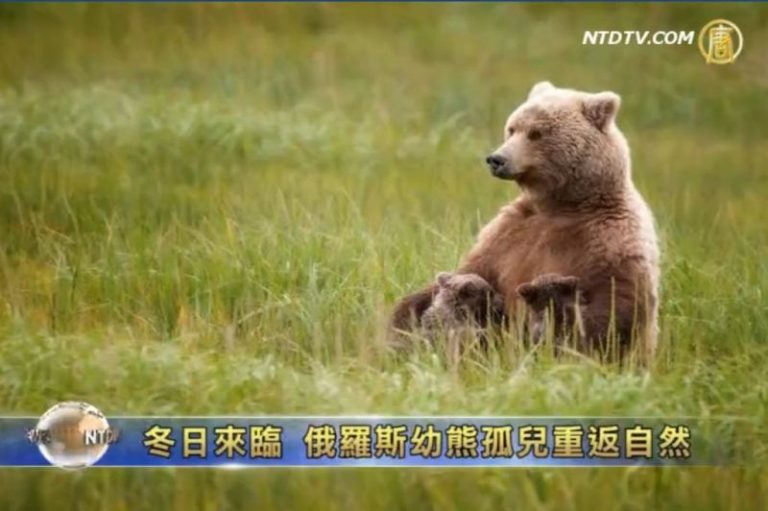 冬日來臨 俄羅斯幼熊孤兒重返自然