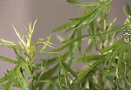 談古論今話中醫：五月艾辟邪防瘟