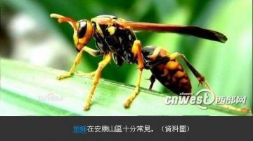 毒蜂蜇人夺命 陕西已21人身亡