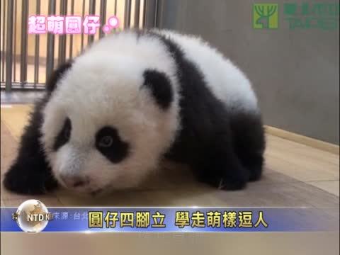 圓仔四腳立 學走萌樣逗人