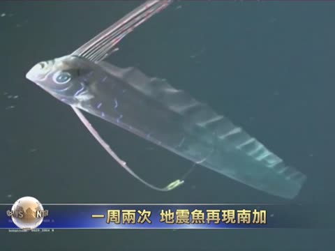 一週兩次 地震魚再現南加