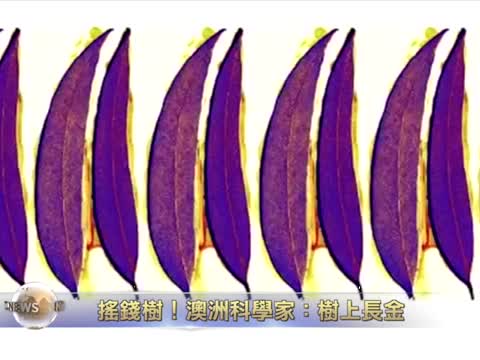 搖錢樹！澳洲科學家證實：樹上長金