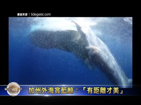 世界上最大的生物 面臨撞船危機