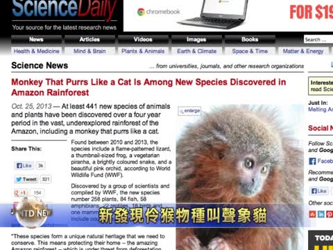 新發現伶猴物種叫聲像貓