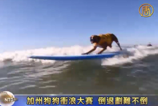 加州狗狗衝浪大賽 前滑倒退難不倒