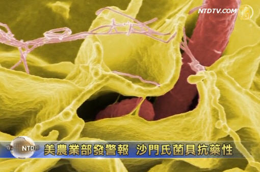 美農業部發警報 沙門氏菌具抗藥性