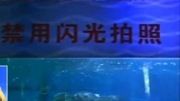 閃光燈惹禍 柳州水族館損失慘重