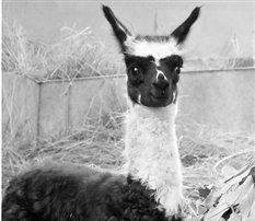 超級萌：杭州動物園誕黑白配草泥馬