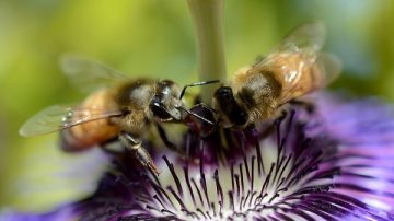 科學研究：動物有合作的天性