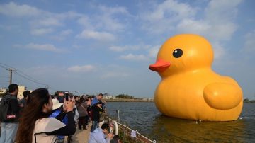 小鸭魅力大  首日10万人朝圣