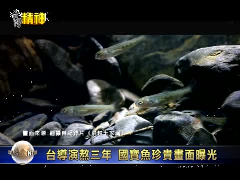 記錄片導演熬三年  國寶魚珍貴畫面曝光