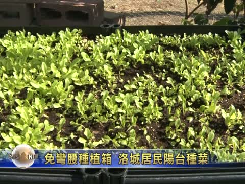 免弯腰种植箱  洛城居民阳台种菜