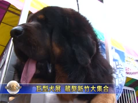 巨型犬展 藏獒新竹大集合