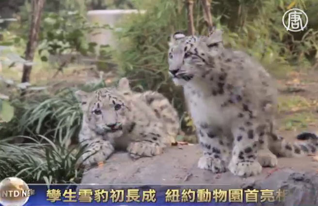 孿生雪豹初長成 紐約動物園首亮相