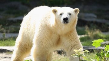 北極熊懷孕？美動物園訓練獵犬辨識