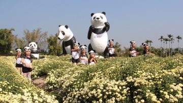 杭菊节登场 万人访铜锣赏花