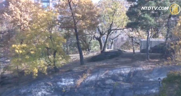 中央公園密林 體驗秋色天然