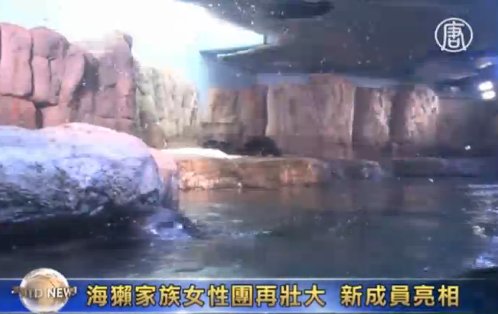 海獺家族女性團再壯大  新成員亮相
