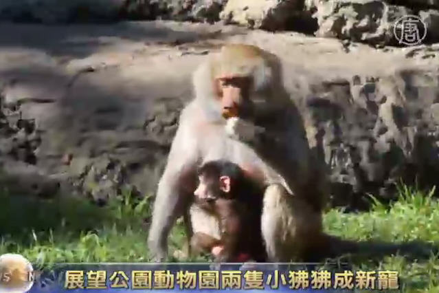 展望公園動物園兩隻小狒狒成新寵