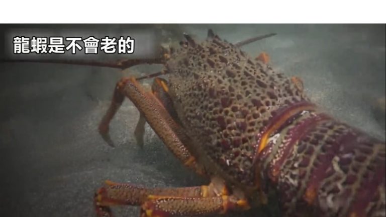 六種不老動物 女人永遠趕不上！