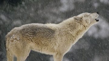 英動物園灰狼逃脫 引居民恐慌