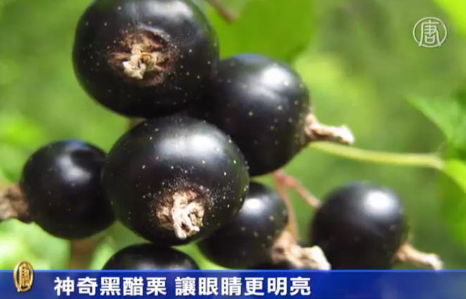 神奇黑醋栗 讓眼睛更明亮