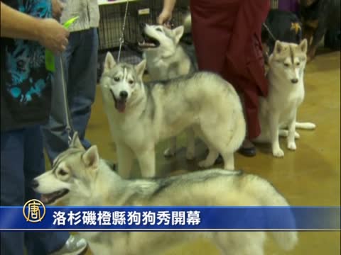 洛杉磯橙縣狗狗秀開幕